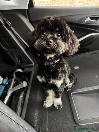 Shihpoo dogs - Advert 1