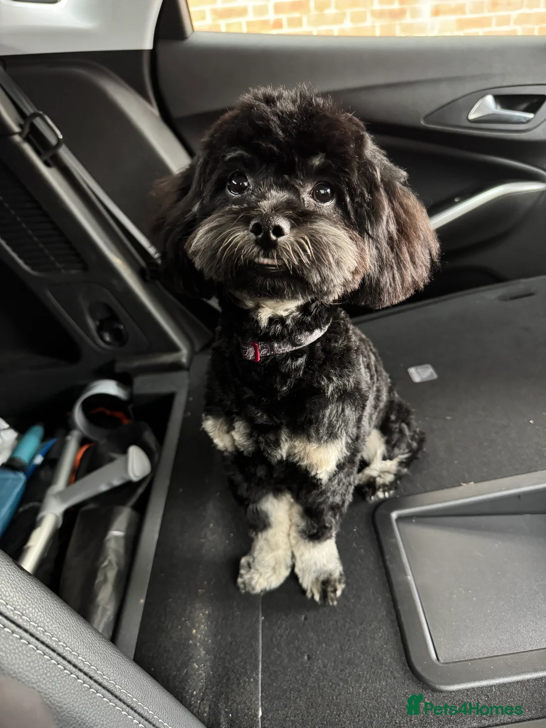 Shihpoo dogs for stud: gorgeous Shihpoo boy for studding  - Advert 1