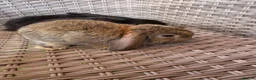 Mini Lop rabbits for sale: Mini Lops - Advert 9
