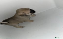 Pug dogs for sale: Pug Puppies  - Image 32