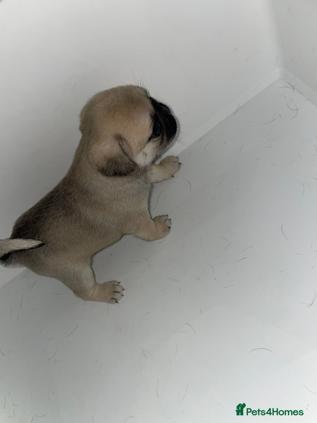 Pug dogs for sale: Pug Puppies  - Image 32