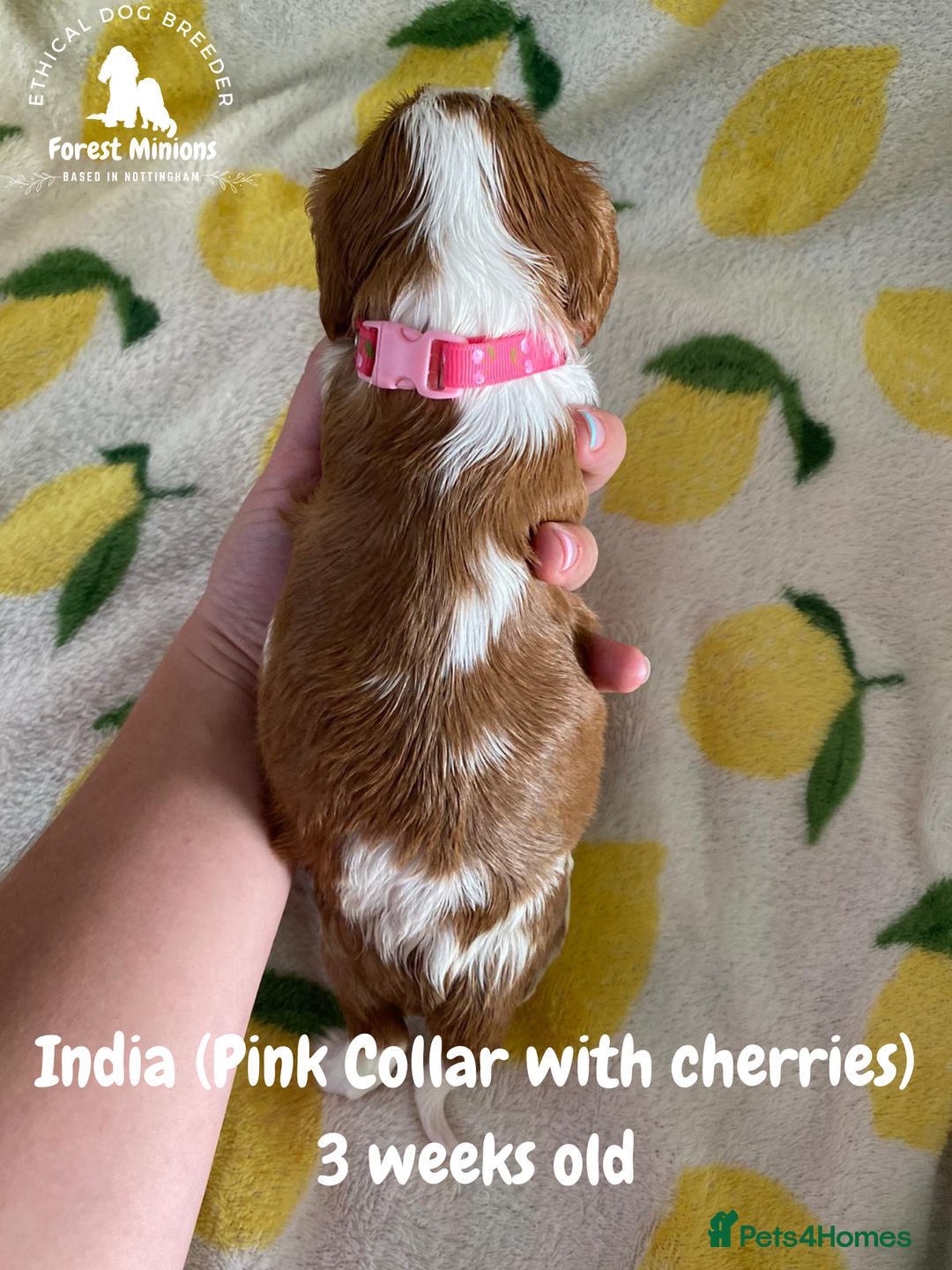Cavalier King Charles Spaniel dogs for sale: Excessively tested Cavalier King Charles Spaniels - Image 12