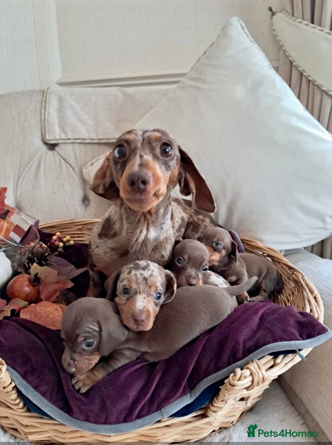 Dachshund dogs for sale: Outstanding miniature dachshund puppies  - Image 8