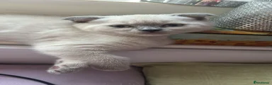 Scottish Fold Winnie