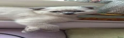 Scottish Fold cats for sale: Scottish fold and straight kittens - Advert 3