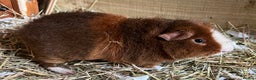 Guinea Pig rodents for sale: Teddy and Swiss boars - Advert 3