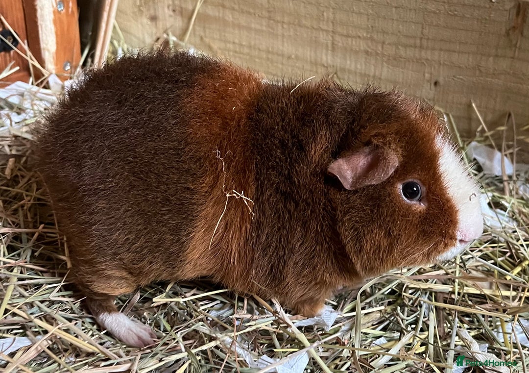 Guinea Pig rodents for sale: Teddy and Swiss boars - Advert 3