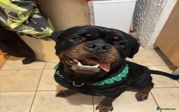 Rottweiler dogs for stud: Black Trovants Champion bloodline Rottweiler stud - Image 3
