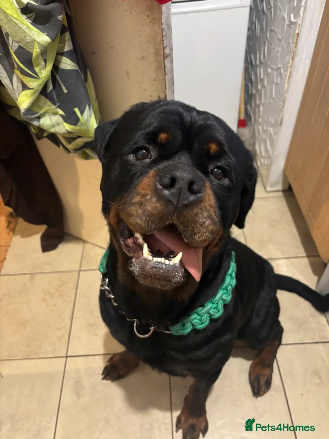 Rottweiler dogs for stud: Black Trovants Champion bloodline Rottweiler stud - Advert 3
