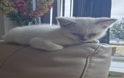 British Shorthair cats for sale: Rare breed British shorthair  - Image 2