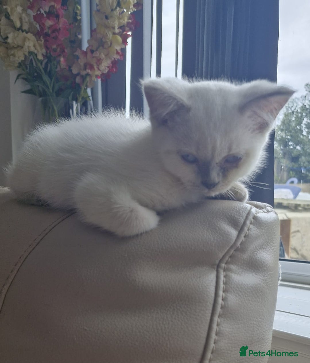 British Shorthair cats for sale: Rare breed British shorthair  - Image 2