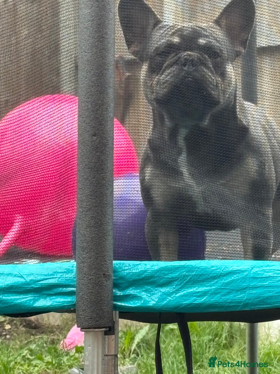 French Bulldog dogs for sale: French bulldog  - Image 4