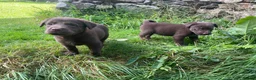 Borador dogs for sale: Lab x collie puppies  in Millom - Advert 3