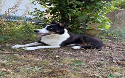 Border Collie dogs for sale: Collie pups   - Image 8