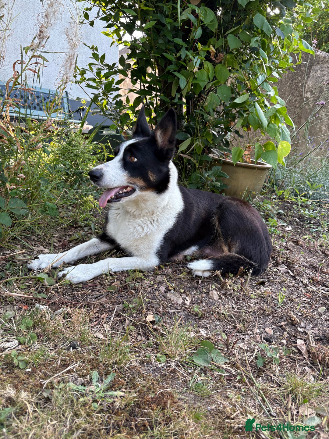 Border Collie dogs for sale: Collie pups   - Image 8