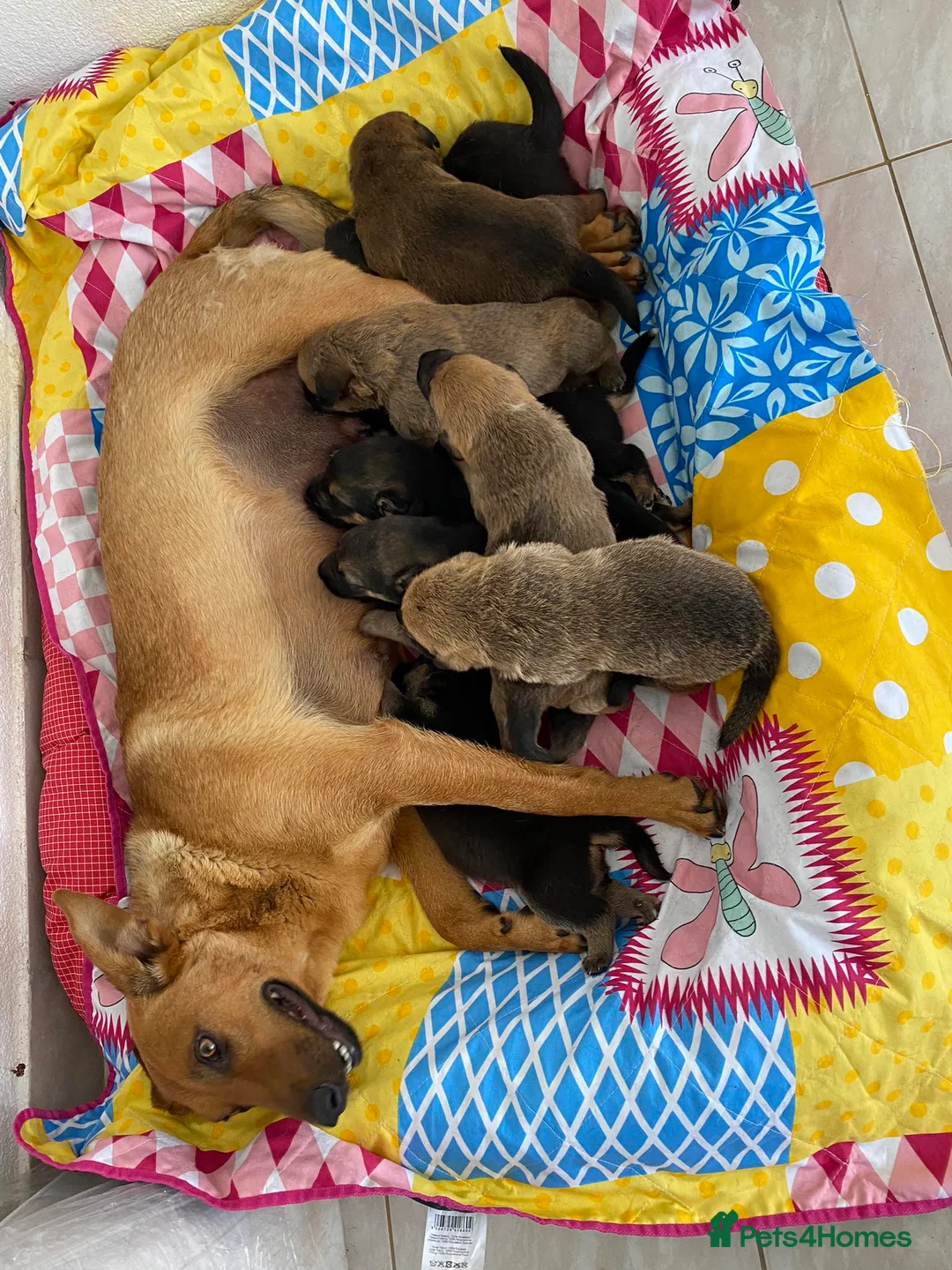 Mixed Breed dogs for adoption: Suzy and Precious in Ashford - Advert 4