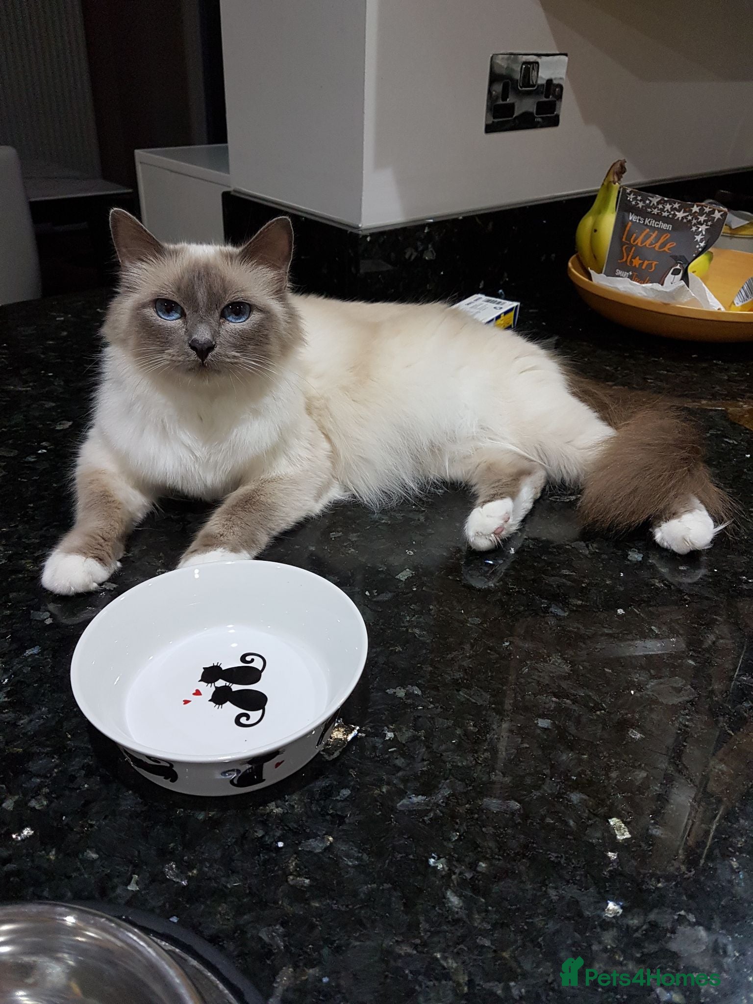 Birman cats Blue point BIrman - Advert 5