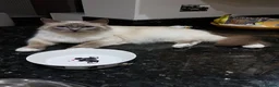 Birman cats for sale: Blue point BIrman - Advert 1