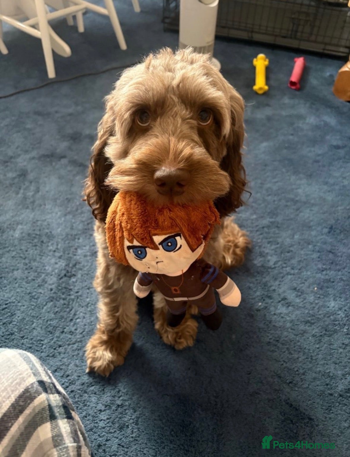 Cockapoo dogs Merle male cockapoo - Advert 20
