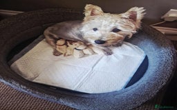 West Highland Terrier dogs for sale: Beautiful Westhighland Terrier Puppies  - Image 29