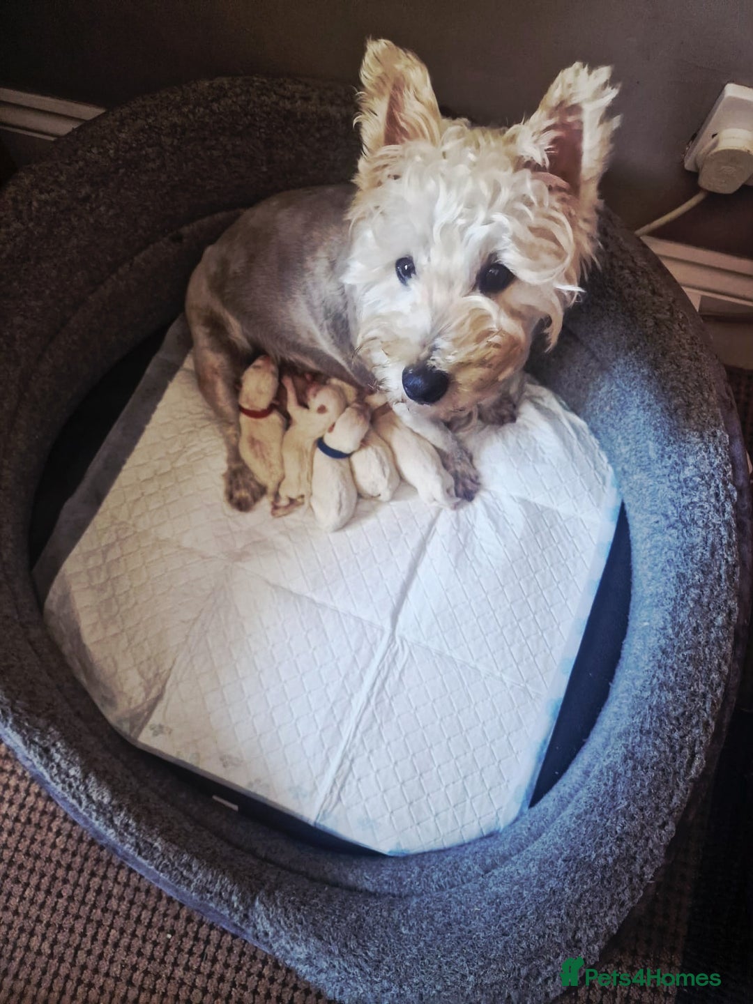 West Highland Terrier dogs for sale: Beautiful Westhighland Terrier Puppies  - Image 29