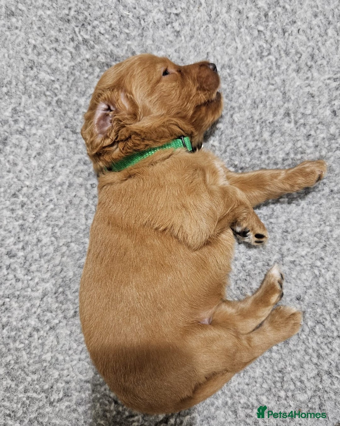 Cockapoo dogs for sale: Gorgeous cockapoo puppies, 2 boys and 2 girls - Advert 5