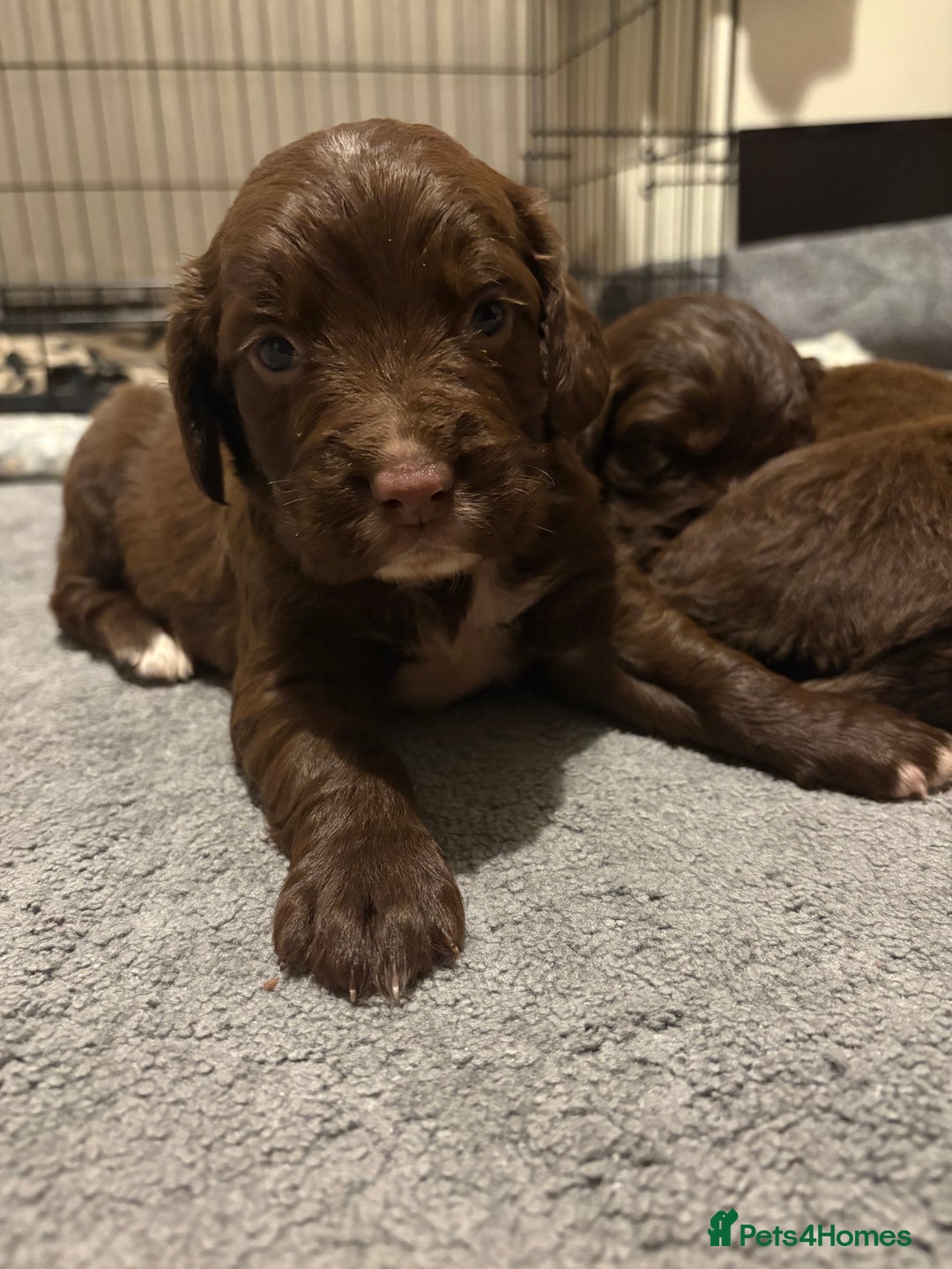 Cocker Spaniel dogs for sale: Stunning Show X Working cocker spaniels  - Advert 8