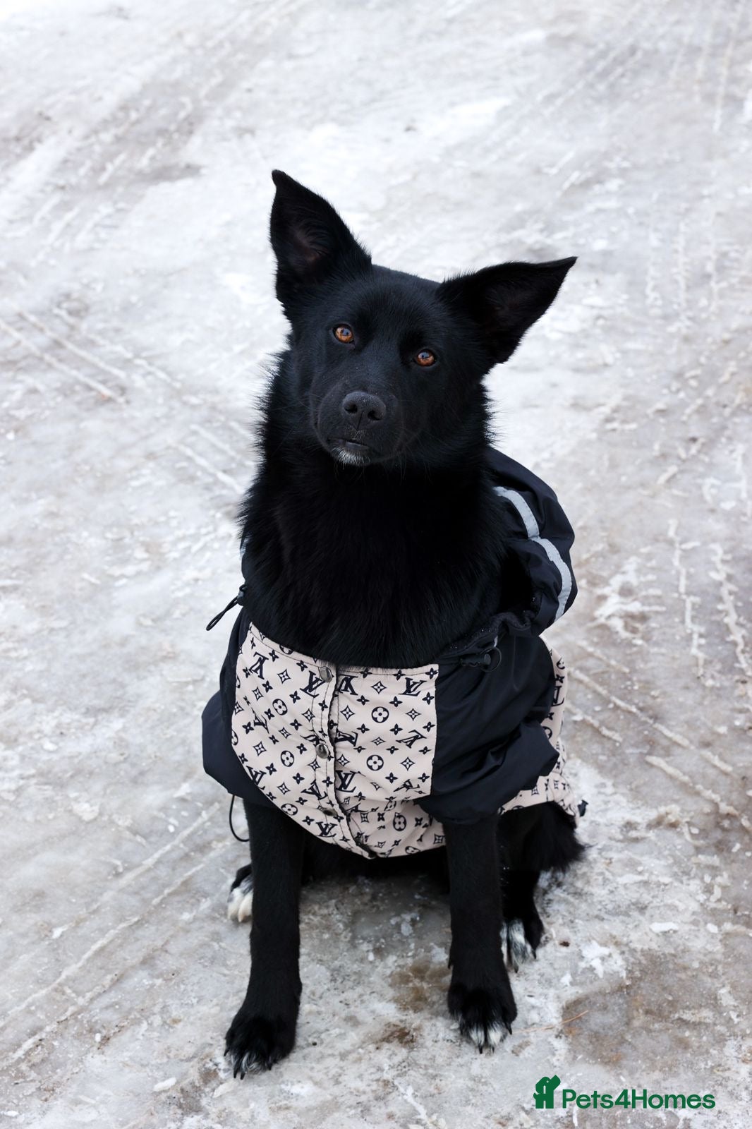 Mixed Breed dogs ❤️🐶 ARABELLA – SHE FOLLOWS QUIETLY, LOVES DEEPLY - Advert 1