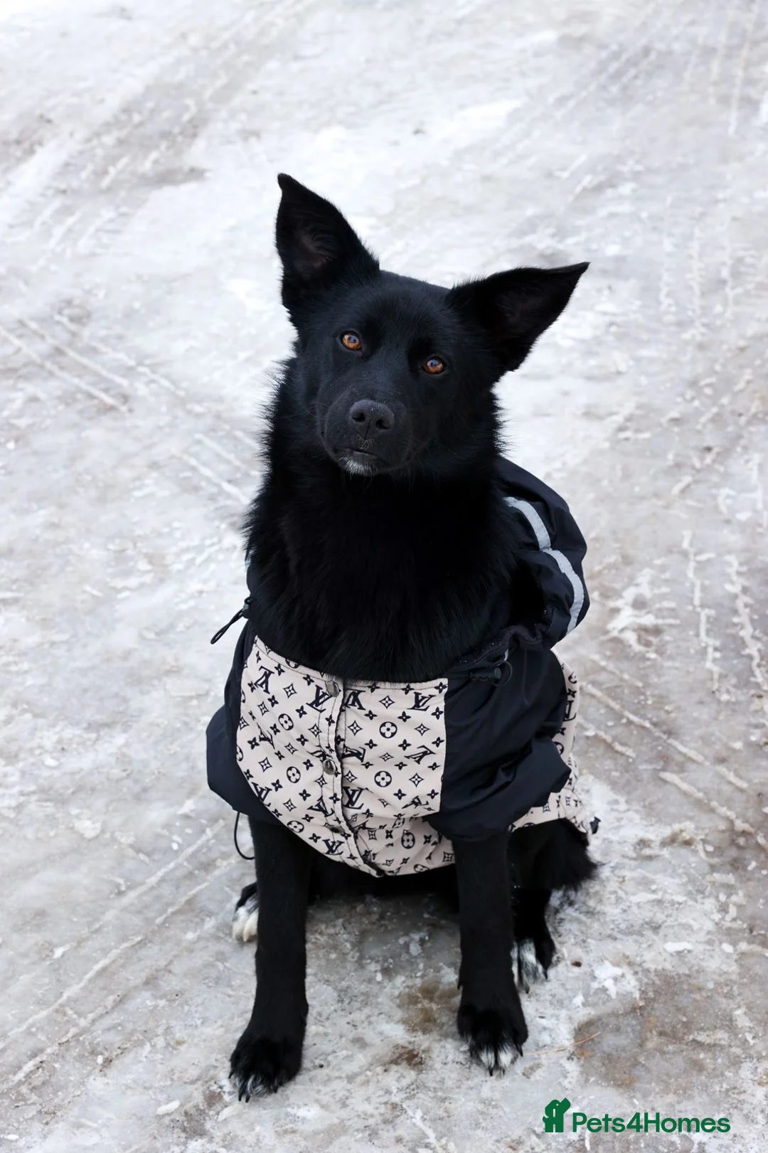 Mixed Breed dogs for adoption: ❤️🐶 ARABELLA – SHE FOLLOWS QUIETLY, LOVES DEEPLY in Burton-on-Trent - Advert 1