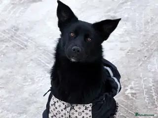 Mixed Breed dogs ❤️🐶 ARABELLA – SHE FOLLOWS QUIETLY, LOVES DEEPLY - Advert 1