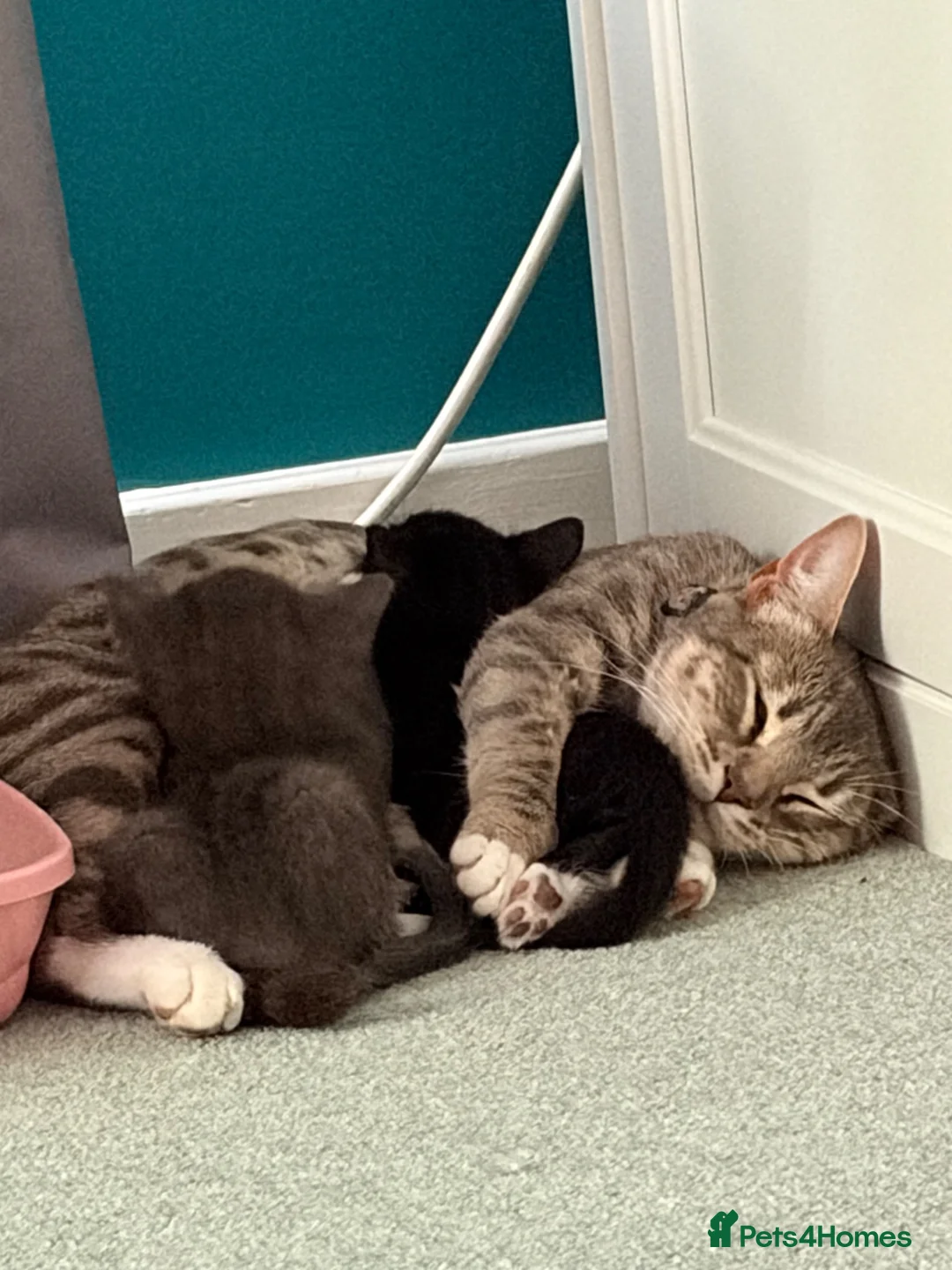 Mixed Breed cats for sale: Female bengal  - Advert 2