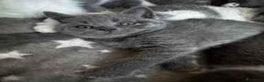 British Shorthair 4