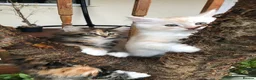 Maine Coon cats for sale: Stunning Maine Coon kittens ready for a new home. - Advert 8