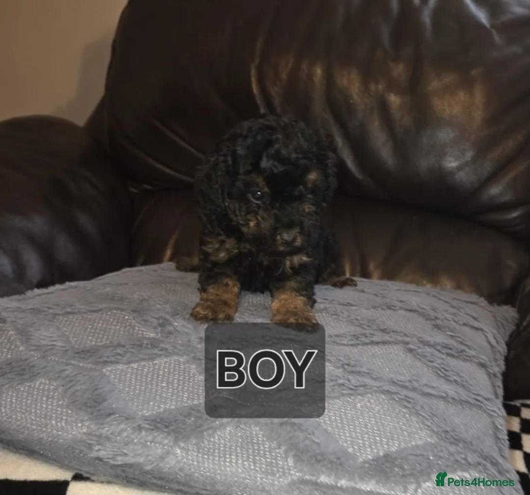 Cavapoo dogs for sale: Health tested stunning cavapoo puppies - Advert 5