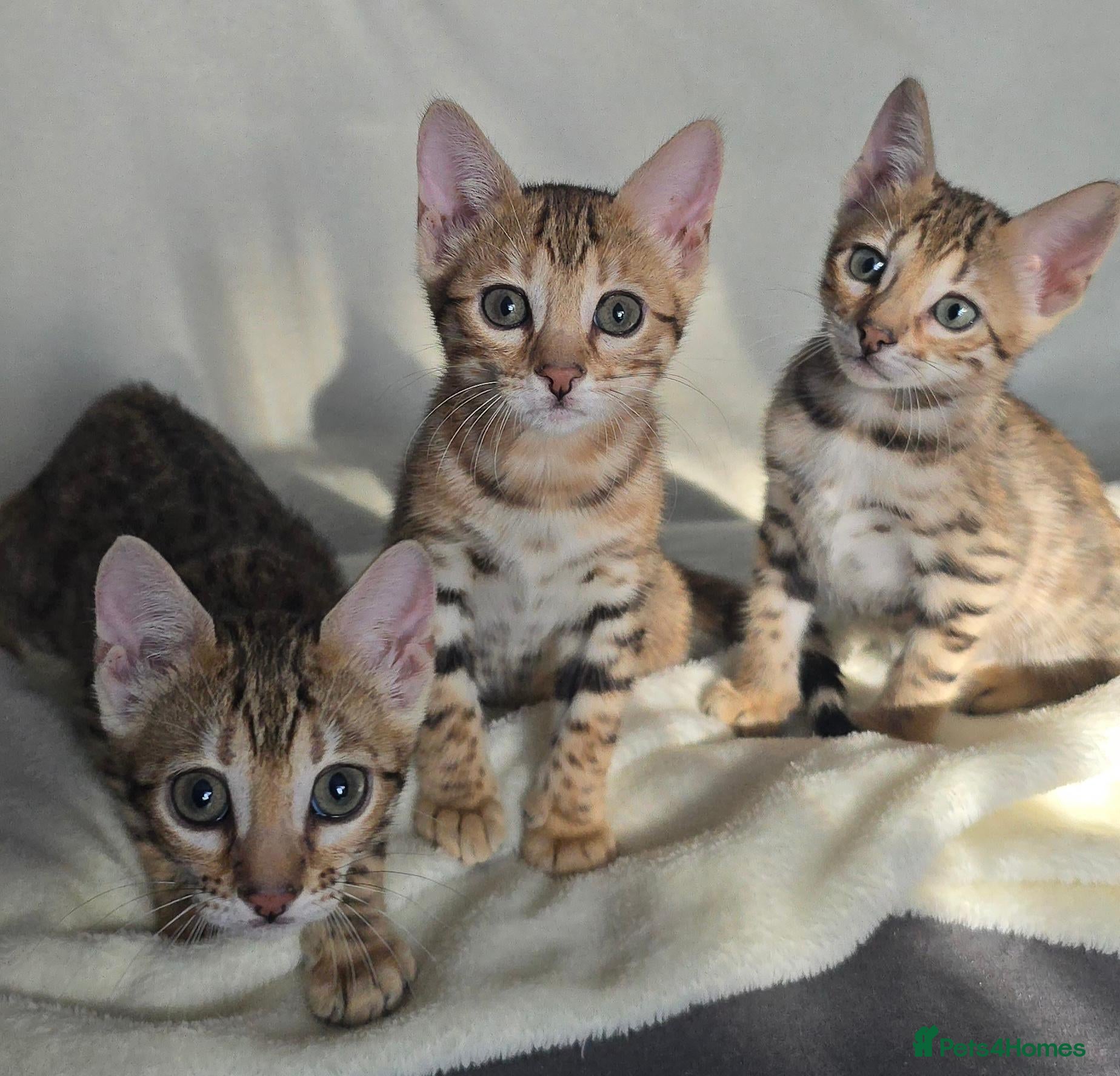 Bengal cats Outstanding rosetted brown bengal girls left 🔥 - Advert 2