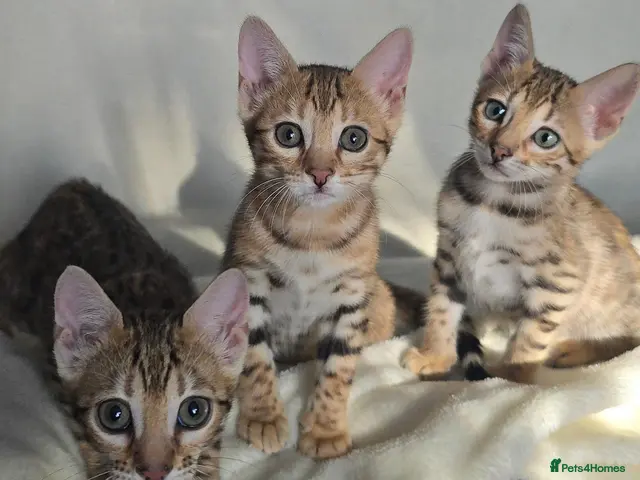 Bengal cats Outstanding rosetted brown bengal girls left 🔥 - Advert 22