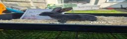 Rex rabbits for sale: Beautiful Mini Rex Baby Bunnies 2 Stunning Litters - Advert 8