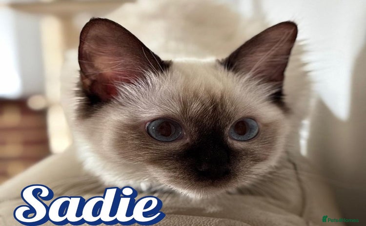 Ragdoll cats - Advert 13