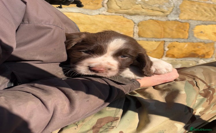 English Springer Spaniel dogs 1 Male Springer Spaniel Puppy Left! - Advert 13