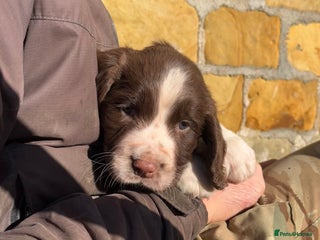 English Springer Spaniel dogs 1 Male Springer Spaniel Puppy Left! - Advert 10