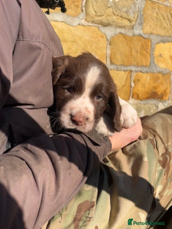 English Springer Spaniel dogs 1 Male Springer Spaniel Puppy Left! - Advert 13
