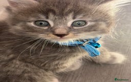 British Shorthair cats for sale: Beautiful bred British shorthairs  - Image 10