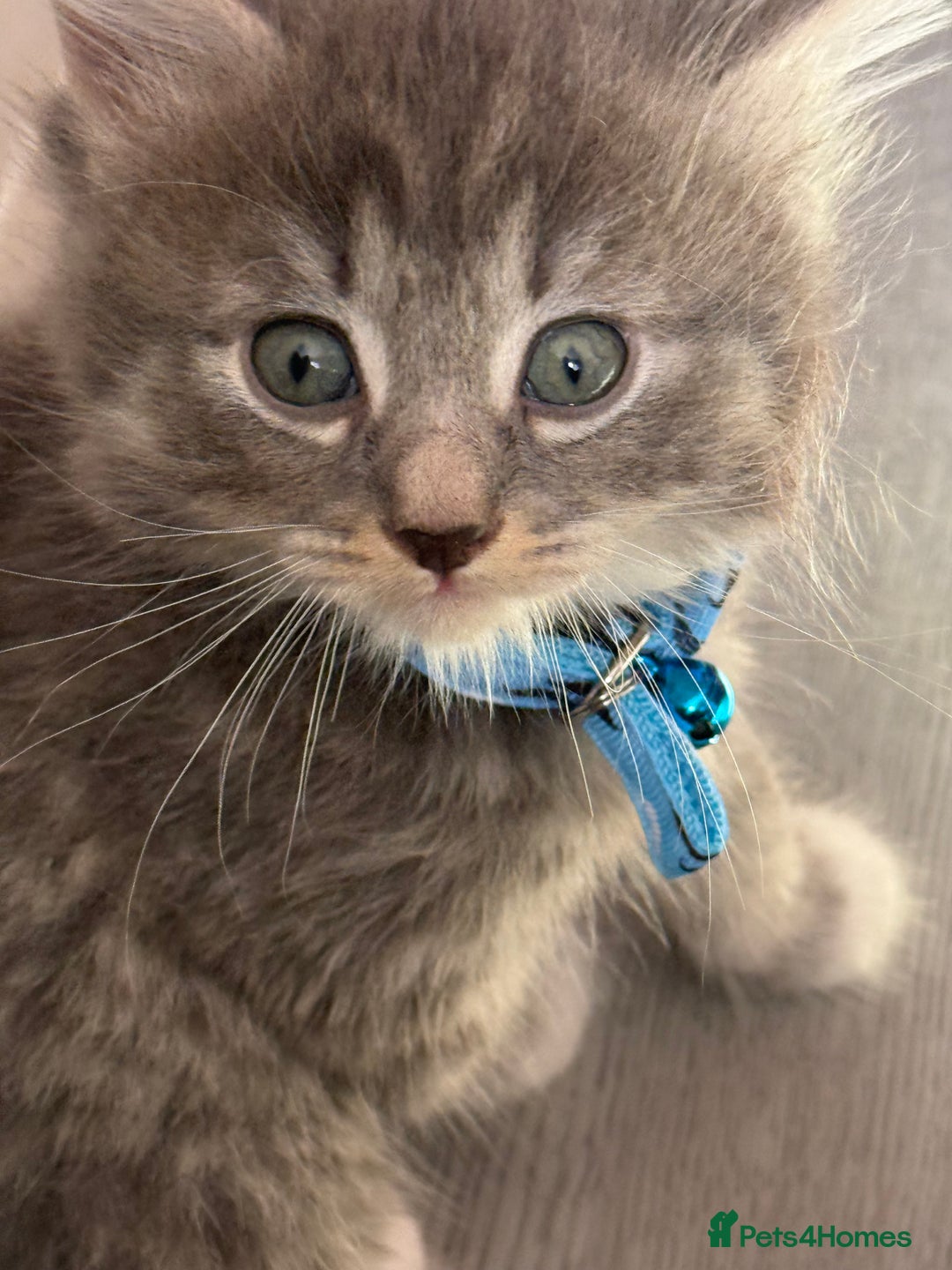 British Shorthair cats for sale: Beautiful bred British shorthairs  - Image 10