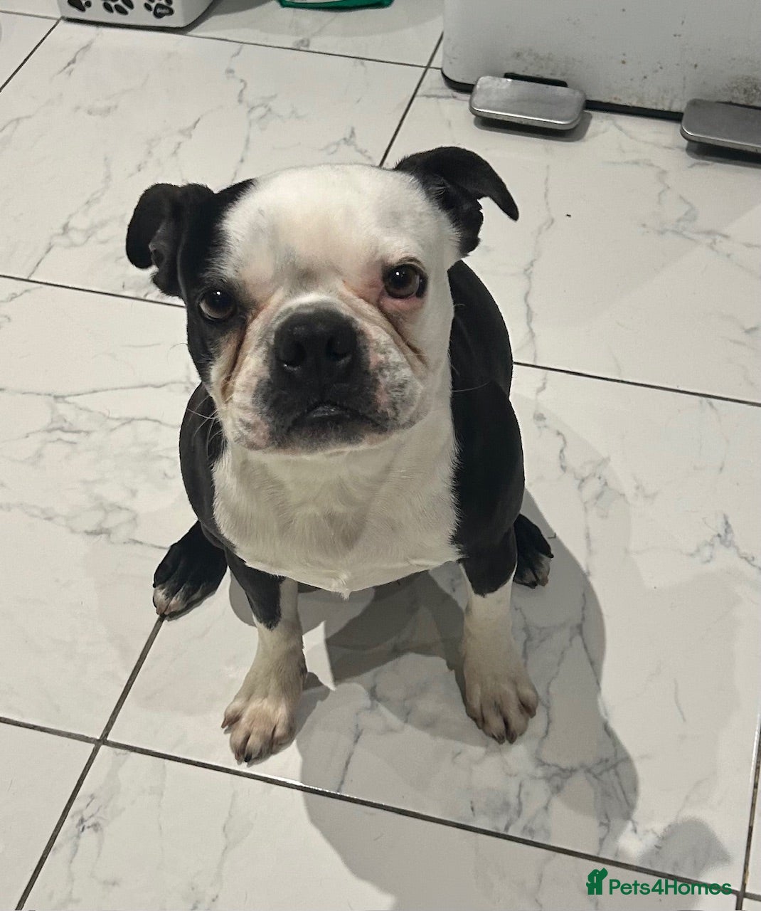 Boston Terrier dogs 3&5yr old Male&female neutered boston Terriers - Advert 10