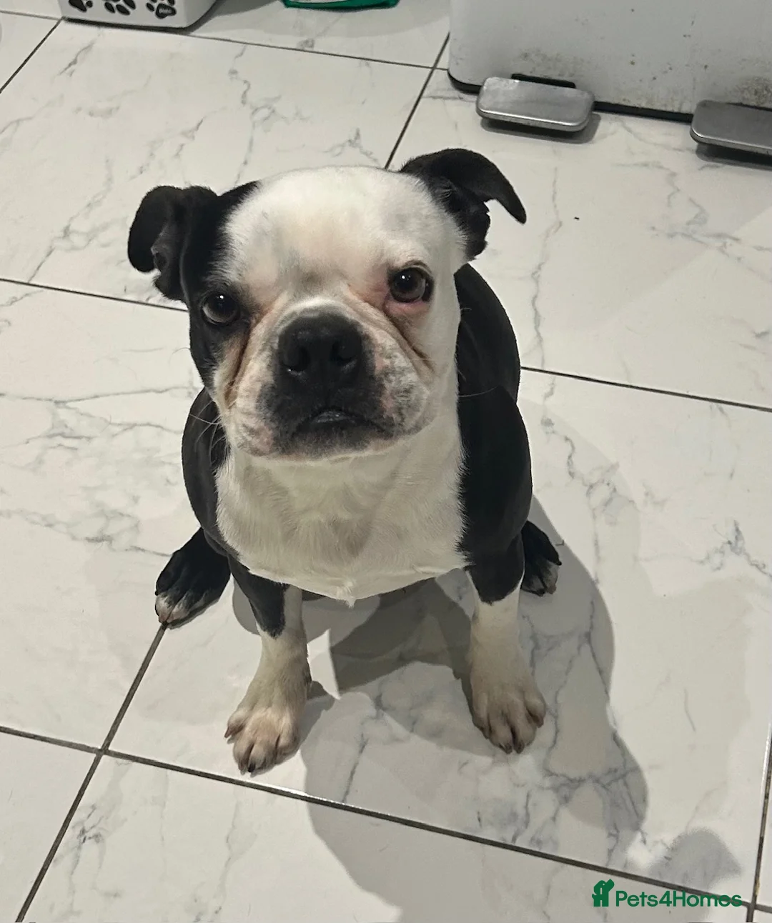 Boston Terrier dogs for sale: 3&5yr old Male&female neutered boston Terriers - Advert 1