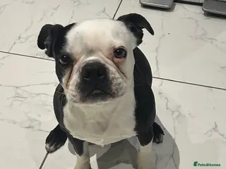 Boston Terrier dogs 3&5yr old Male&female neutered boston Terriers - Advert 10