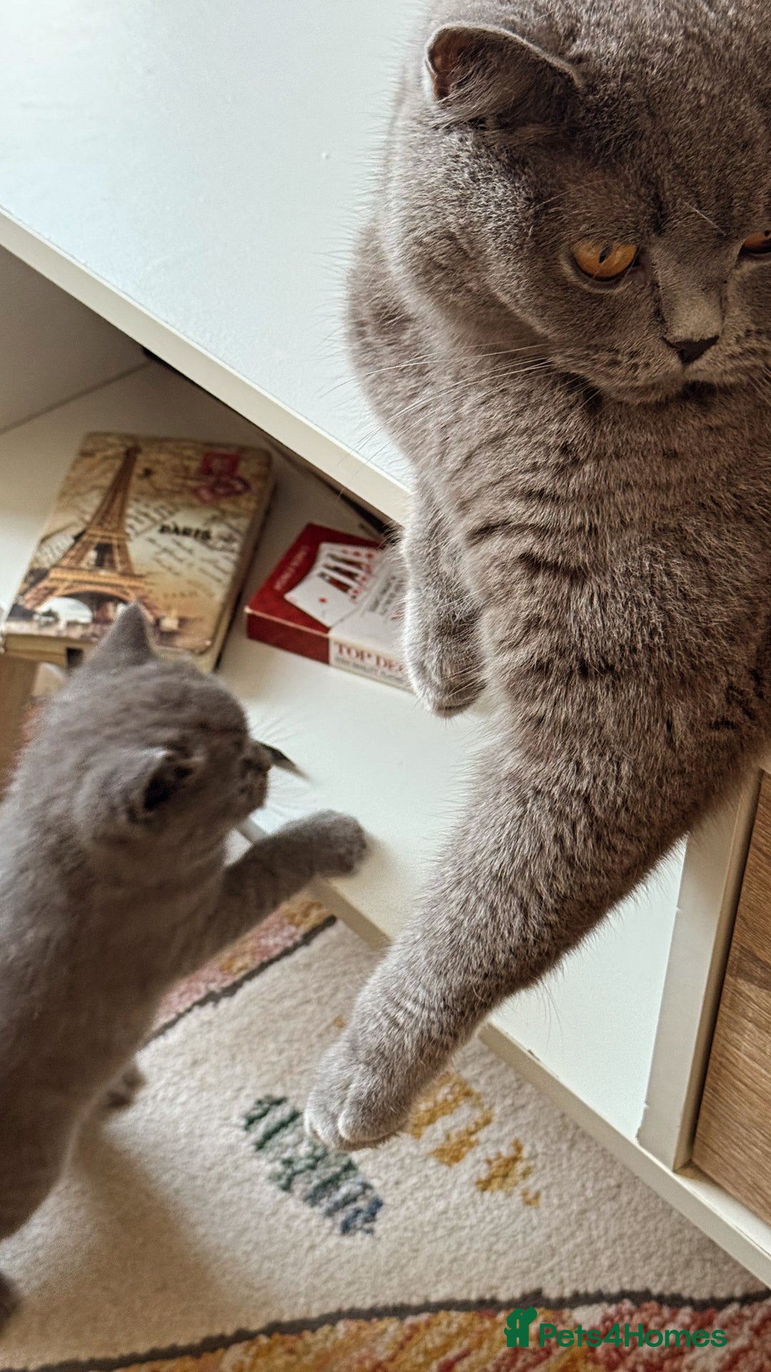 British Shorthair cats for sale: Gorgeous Kittens Ready to Find Their Forever Homes - Image 8