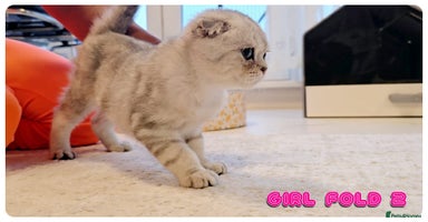 Scottish Fold cats - Advert 36