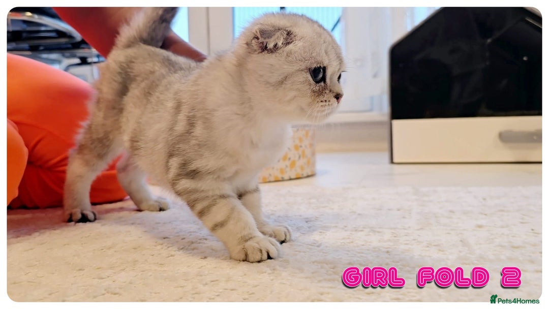 Scottish Fold cats for sale: Adorable scottish fold kittens - Image 10