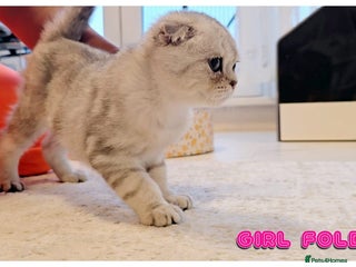 Scottish Fold cats - Advert 15